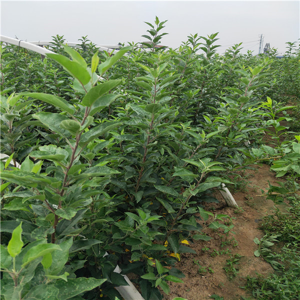 3公分蘋果苗基地批發(fā)哪里有蘋果苗