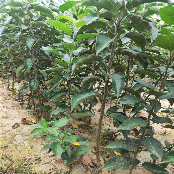 1公分蘋(píng)果苗蘋(píng)果苗管理蘋(píng)果苗哪里便宜