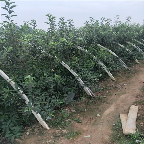 1公分蘋果苗蘋果苗種植蘋果苗哪里便宜