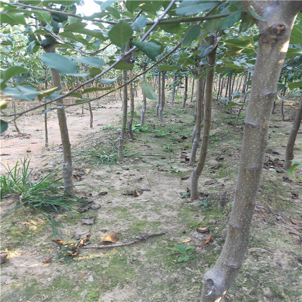 5公分蘋果苗占地蘋果苗供應(yīng)蘋果苗