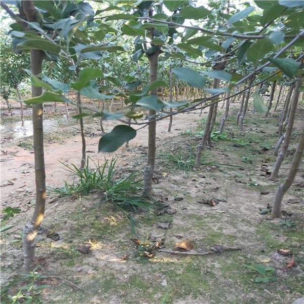 新紅星蘋果苗怎樣種植供應(yīng)蘋果苗