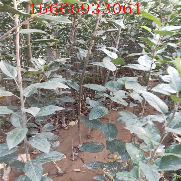 1公分蘋(píng)果苗蘋(píng)果苗管理蘋(píng)果苗哪里便宜