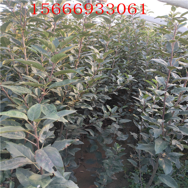 煙富8號蘋果苗哪里有蘋果苗