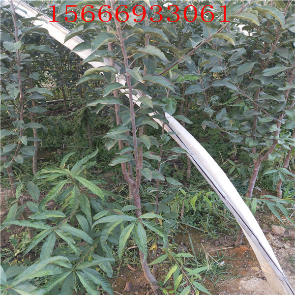 煙富8號蘋果苗哪里有蘋果苗