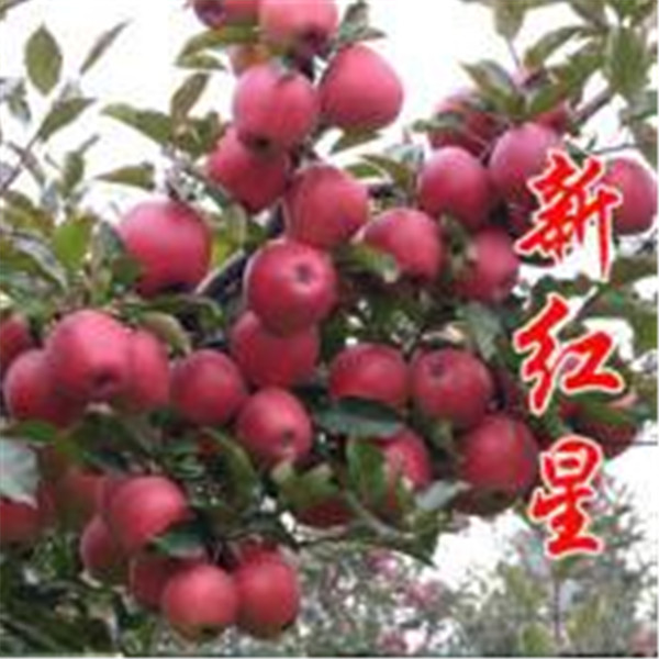 煙富6號(hào)蘋(píng)果苗基地批發(fā)哪里買(mǎi)蘋(píng)果苗