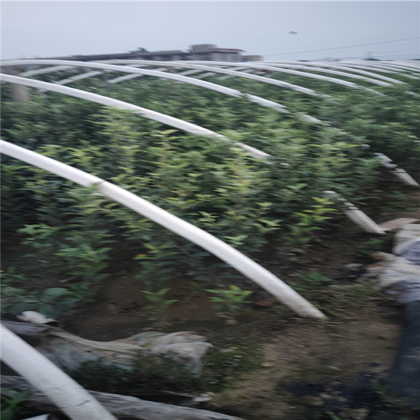 煙富8號蘋果苗哪里有蘋果苗