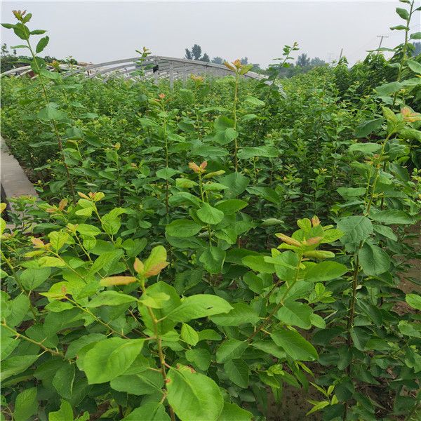 种植李子苗