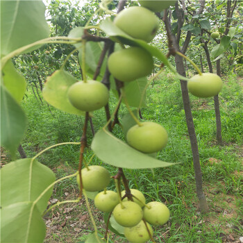锡林郭勒盟梨树苗种植早酥红梨 奥红梨苗