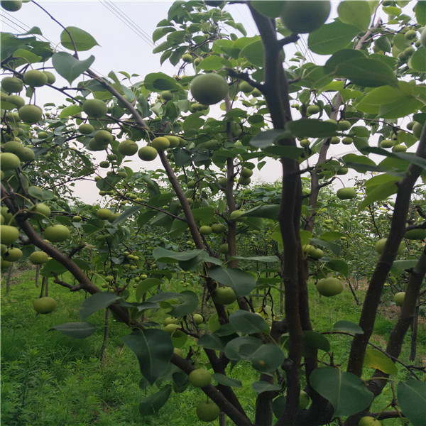 翠玉梨苗一棵多少錢哪里買梨苗