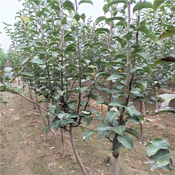 新梨7號(hào)梨苗基地價(jià)格多少錢