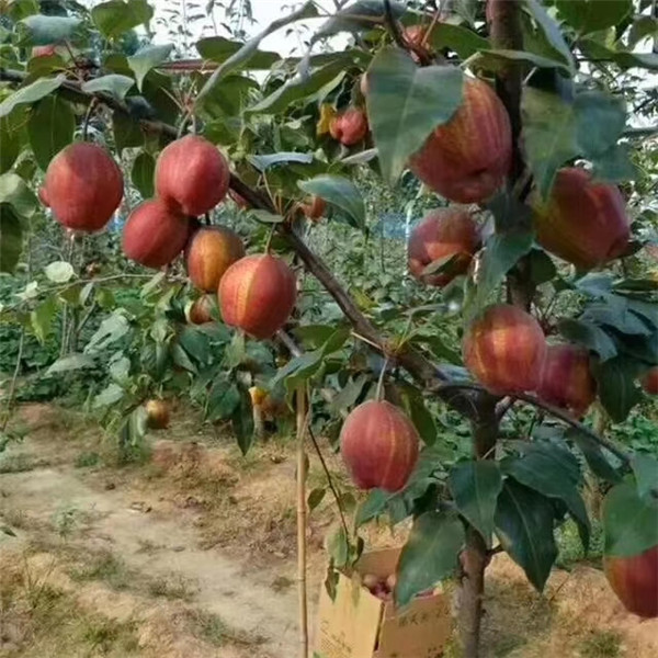 秋月梨樹苗奧紅梨苗果子全紅得梨苗
