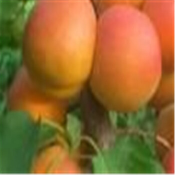 怀化大棚种植的杏树苗价格,金太阳杏