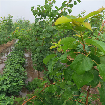 泰安兴运苗木有限公司珍珠油杏,长沙金太阳杏树苗种植
