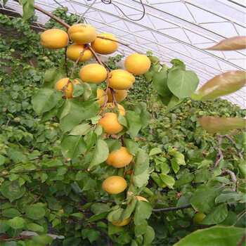 长沙红根杏树苗,珍珠油杏