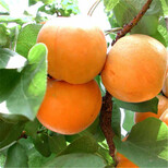 永州大规格杏树苗价格,珍珠油杏图片2