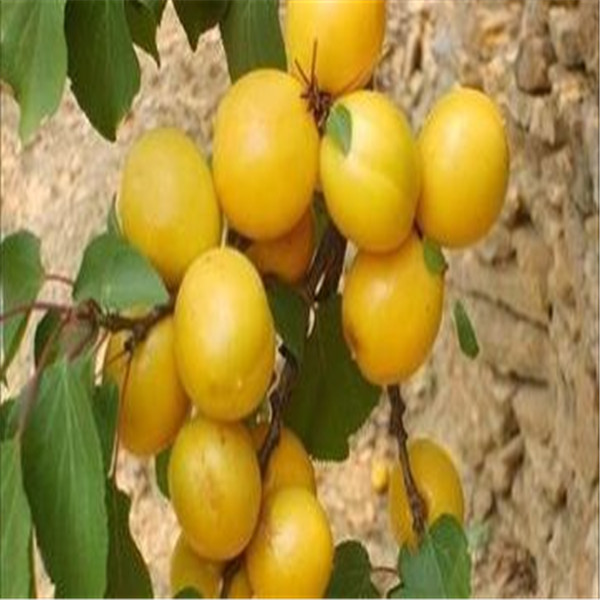 金太陽(yáng)杏苗哪里買(mǎi)、4公分杏樹(shù)苗產(chǎn)量