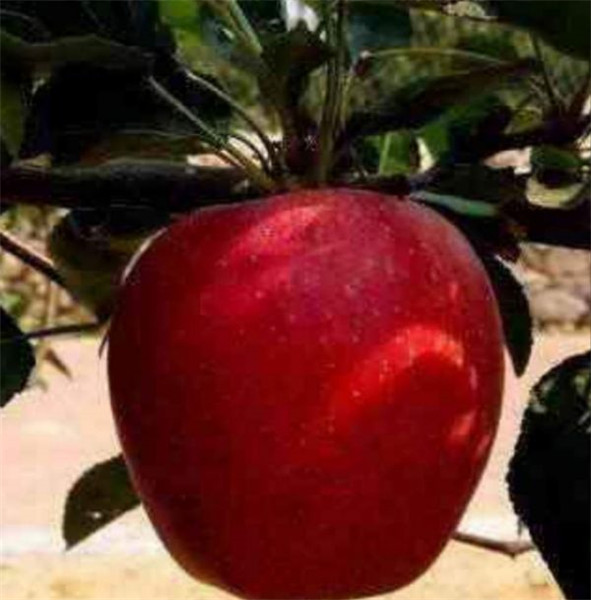 华硕苹果苗怎样种植