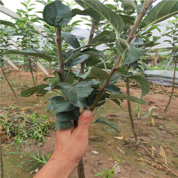 維納斯黃金蘋果苗山東行情
