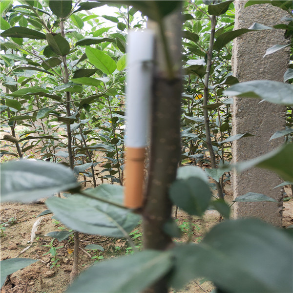 矮化路梨蘋果多少錢一棵