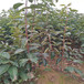 2公分柿子苗栽培大柿子樹