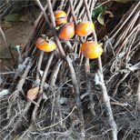 阳丰甜柿种植时间大秋甜柿树苗图片2