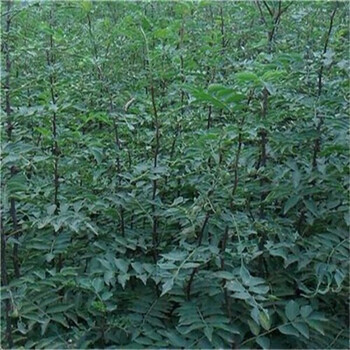花椒苗一株買價無刺花椒樹苗