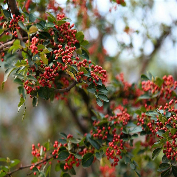 大紅袍花椒苗一棵價格獅子頭花椒樹苗