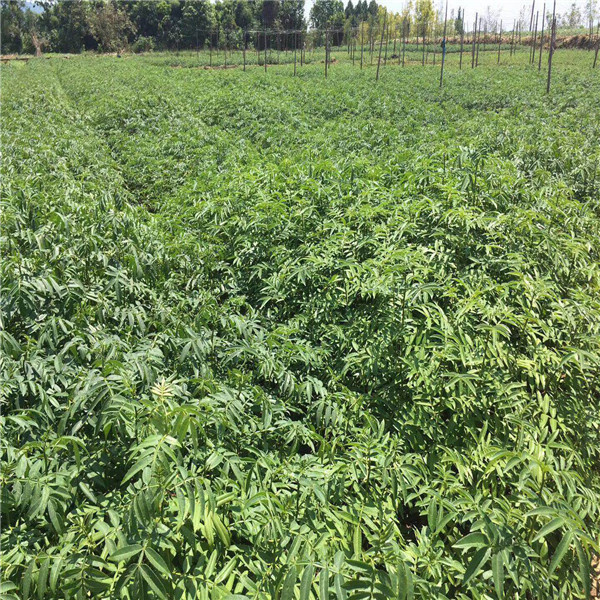 大紅袍花椒苗一棵價格獅子頭花椒樹苗