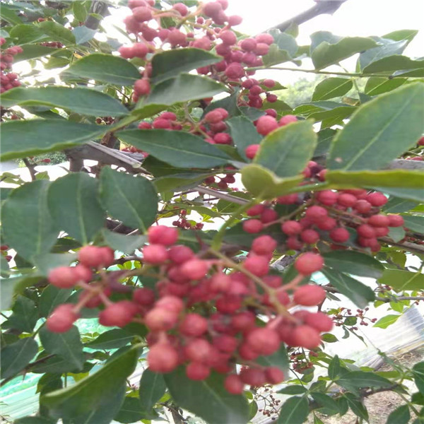 0.5公分花椒苗山东市场行情狮子头花椒树苗