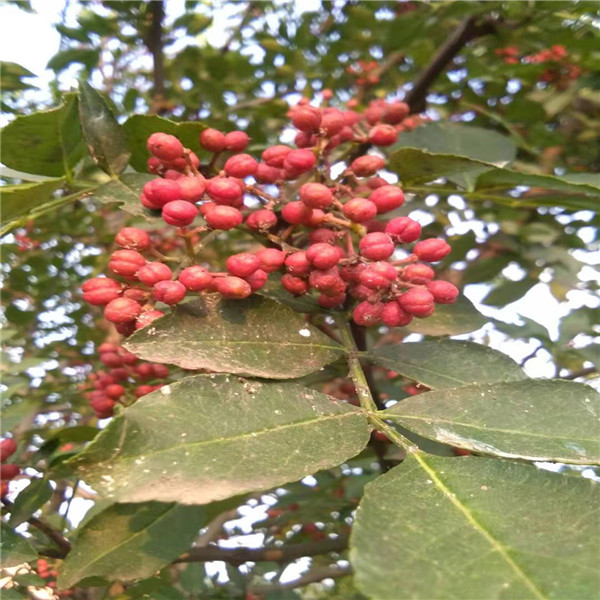 麻椒苗土球装车价格原圃花椒树苗