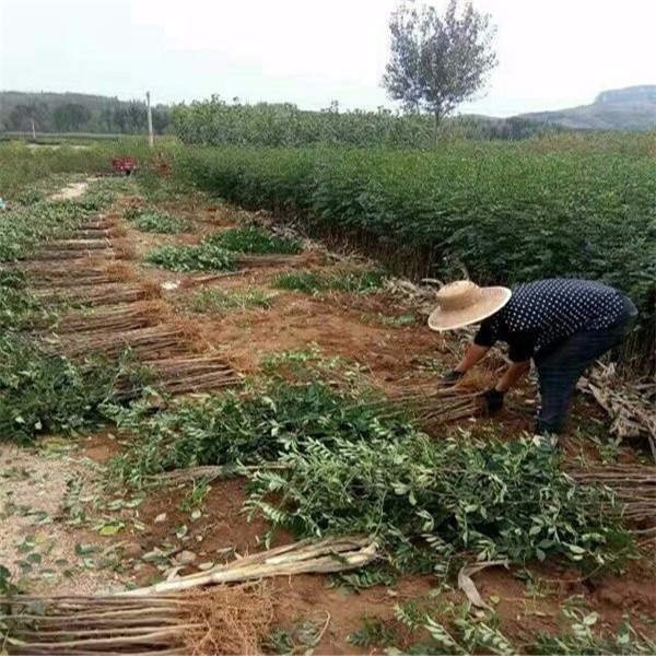 无刺花椒苗易成活挂果多花椒树苗