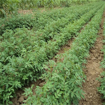 大紅袍花椒苗全國保濕郵寄麻椒樹苗