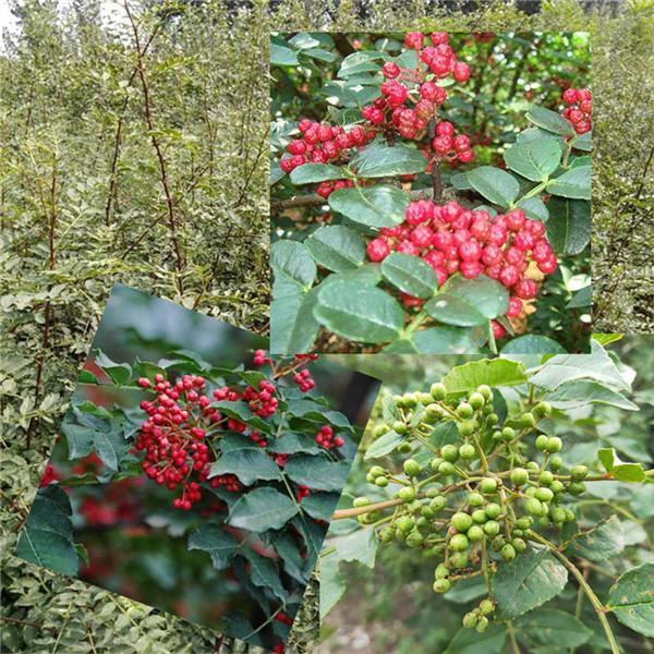 原圃花椒苗一棵价格0.5公分花椒树苗