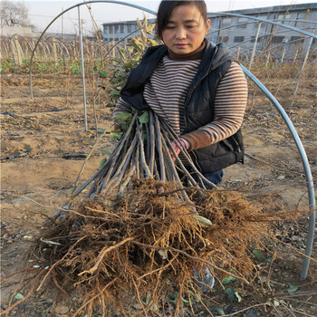 批發(fā)零售蘋果苗報價維納斯黃金蘋果苗