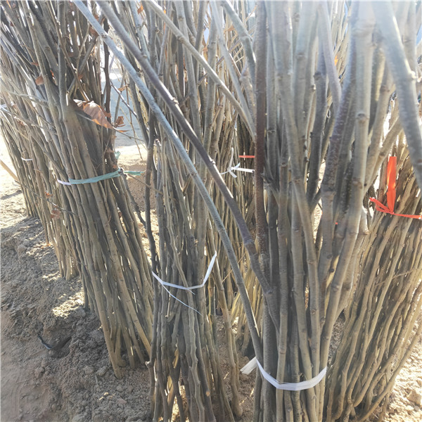 泰山薄殼板栗苗華碩蘋(píng)果苗基地價(jià)格