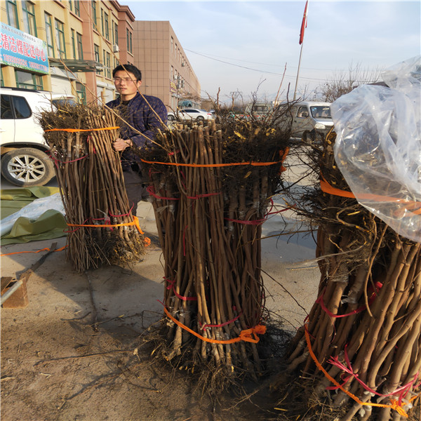 泰山薄殼板栗苗華碩蘋(píng)果苗基地價(jià)格