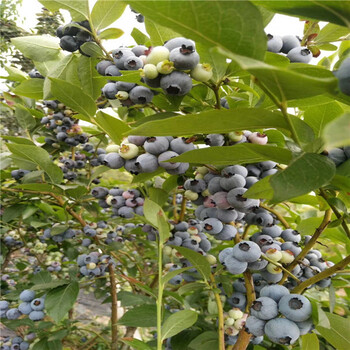 1年生蓝莓苗几年坐果出售蓝莓苗价格