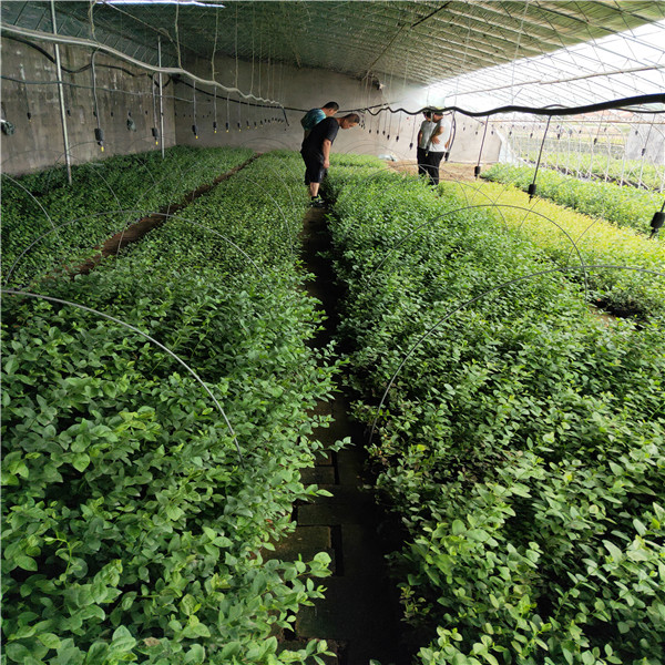80公分高蓝莓苗栽培出售蓝莓苗价格