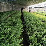 品种蓝莓苗栽培一棵价格图片2