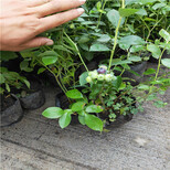 品种蓝莓苗栽培一棵价格图片3
