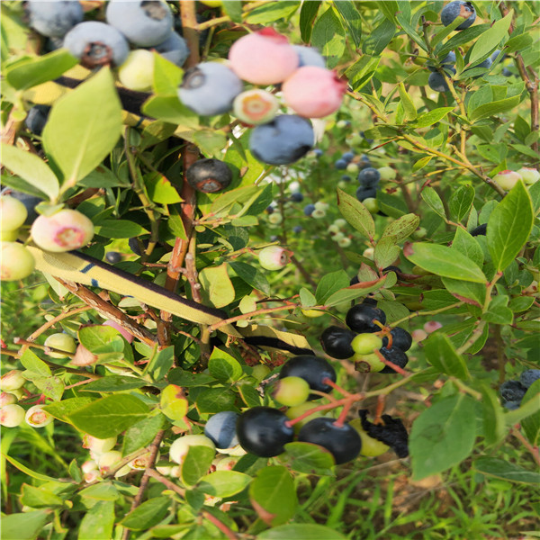 珠宝蓝莓苗适应土质基地价格