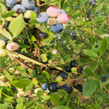 品种蓝莓苗栽培一棵价格图片4
