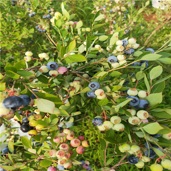 品种蓝莓苗栽培一棵价格