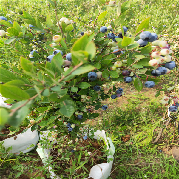 北陆蓝莓苗适应土质出售蓝莓苗价格