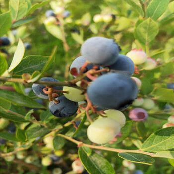 北陆蓝莓苗适应土质出售蓝莓苗价格