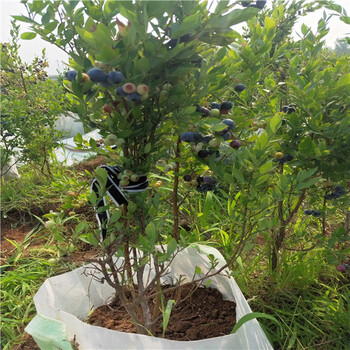 品种蓝莓苗技术基地价格