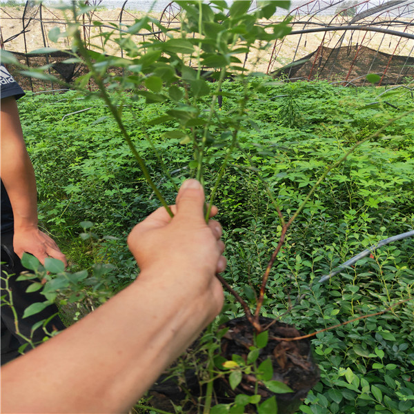 2年生蓝莓苗栽培一棵价格