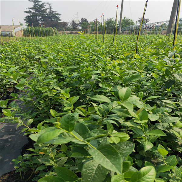 60公分高蓝莓苗适应土质批发价格