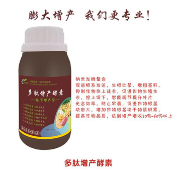 黃精主根更粗壯須根旺盛膨大增產(chǎn)廠家指導(dǎo)云南