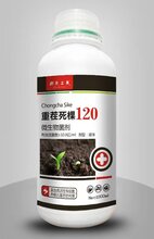 云南种植云木香治疗叶片变黑枯死的专用药图片